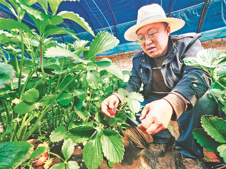 智控大棚讓蔬菜搶佔市場先機