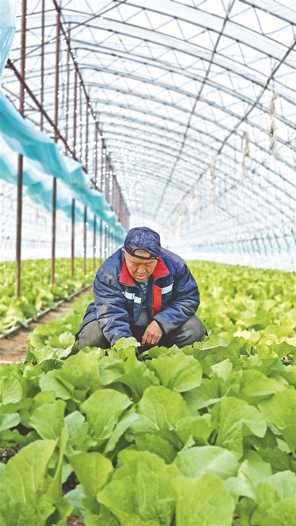 智控大棚讓蔬菜搶佔市場先機