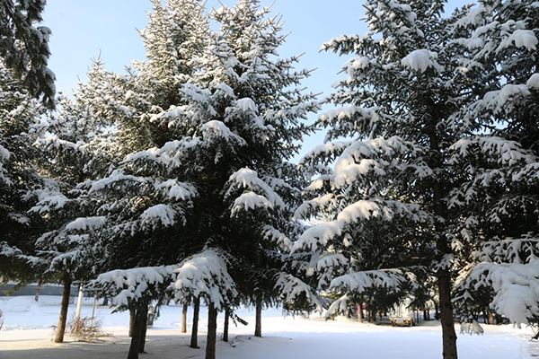 千樹萬樹梨花開 中國最冷小鎮大興安嶺呼中四月降暴雪