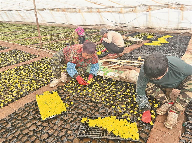 哈爾濱市平房區：風暖備耕忙增收動力足