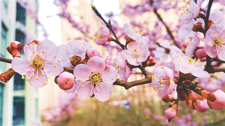 哈爾濱：四月桃花笑春風