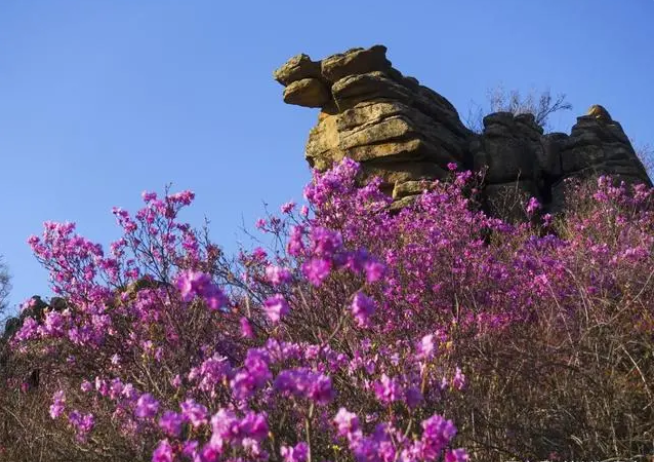 黑龍江聯通匠心打造精品網絡 為飛龍山地質公園插上數字化“雲翅膀”_fororder_圖片2