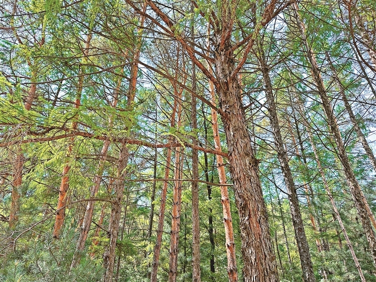 特色鄉村遊 品味別樣風情