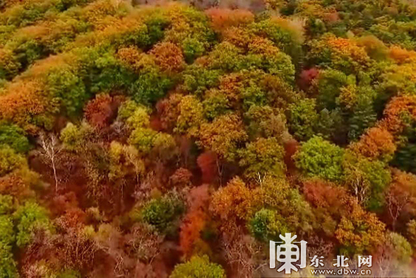 觀五花賞初雪乘森林小火車 龍江森工景區看點多