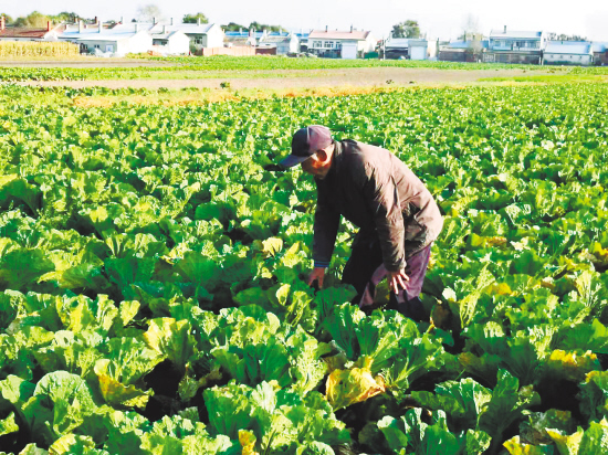 白城村喜迎白菜豐收季