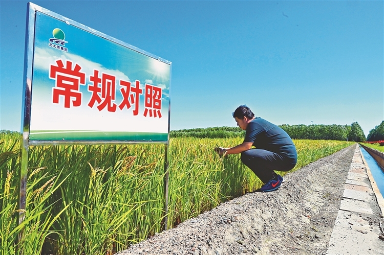 有機肥試驗“喚醒”黑土活力