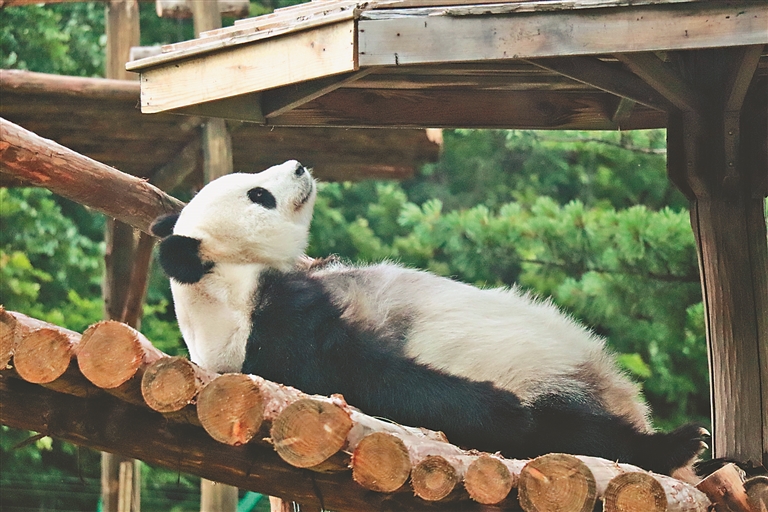 來亞布力與國寶涼爽一“夏”