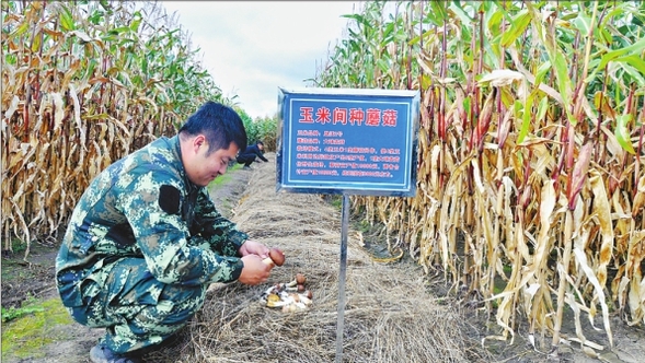 襄河玉米蘑菇間種試種成功