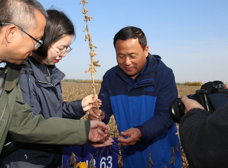 黑龍江：當年改良見成效 鹽鹼地喜獲豐收