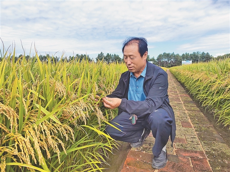 北大荒：插上科技的翅膀 奮力建設“智慧大糧倉”