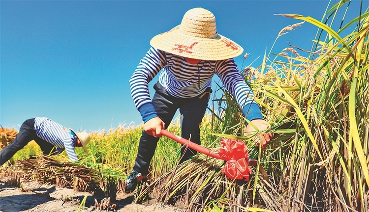 北大荒：2023豐收嘉年華正式開幕！