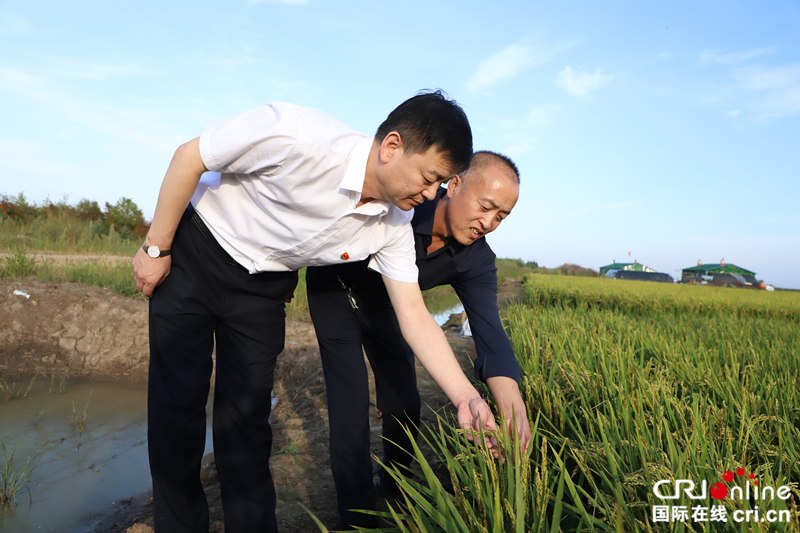 【黑龍江】【原創】建三江農商銀行：富農興墾 擎起金融主力軍的時代大旗