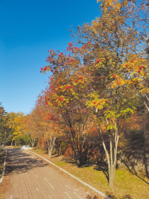 龍江秋韻丨“紅豆”生北國 金秋挂滿枝