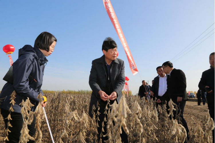 黑龍江：當年改良見成效 鹽鹼地喜獲豐收