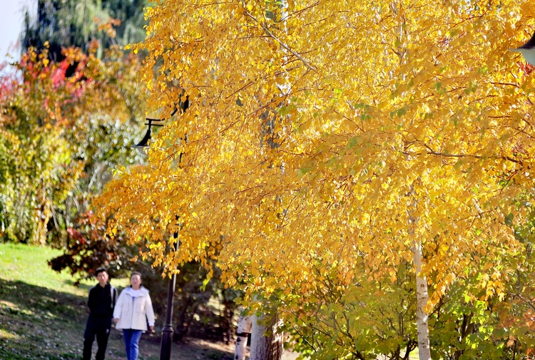 龍江秋韻丨丁香公園賞“五花美景”