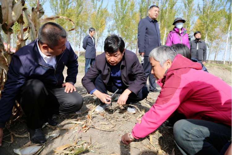 黑龍江：當年改良見成效 鹽鹼地喜獲豐收