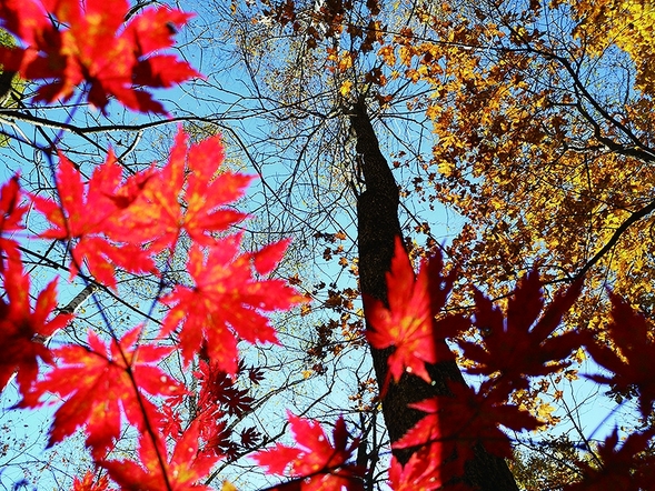 碧雲天黃葉地楓樹紅 今年秋霜晚染五花山色剛濃