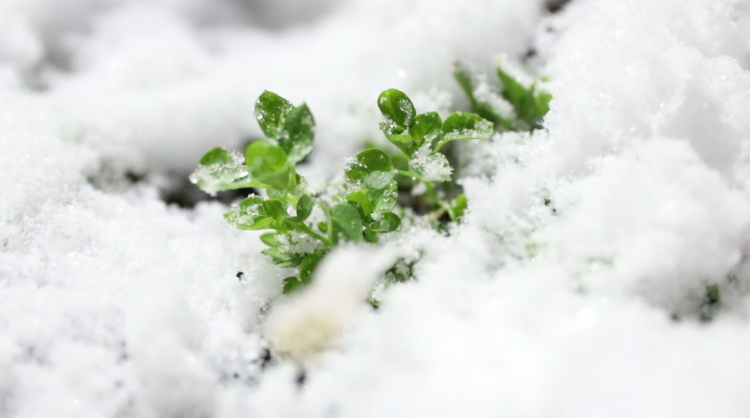 漠河：迎來初雪！快來一起滑雪呀