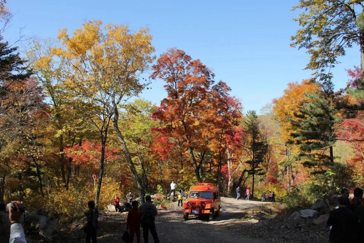 龍江秋韻丨金龍山森林公園紅葉開滿山