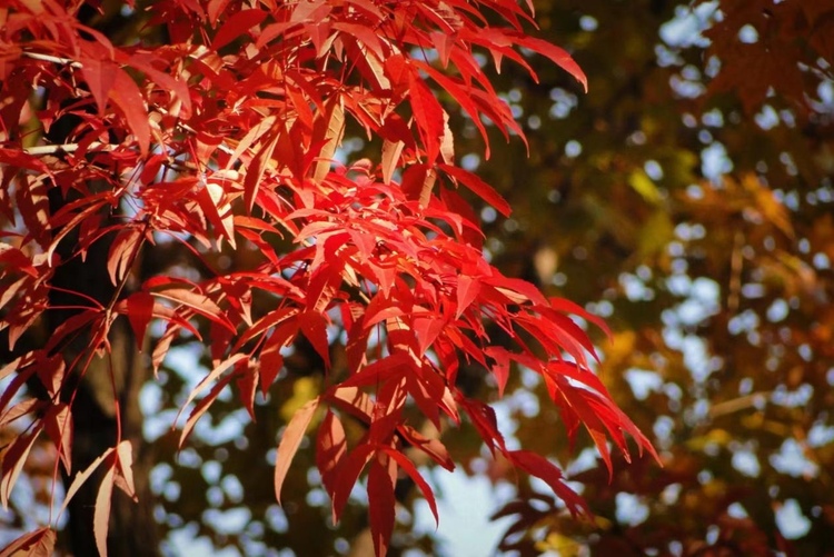 龍江秋韻丨金龍山森林公園紅葉開滿山