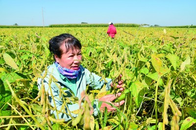 打好“三張牌” 念好“豆”字經