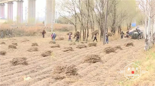 粉碎還田打包離田 八成秸稈變廢為寶