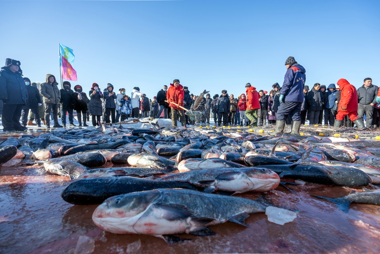 2023黑龍江“冷水魚·冬捕季”系列活動啟幕_fororder_2