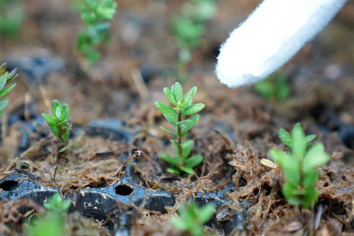 黑龍江撫遠蔓越莓規模化種植基地：冰天雪地裏的生機勃勃