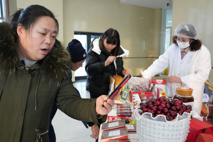 黑龍江撫遠蔓越莓規模化種植基地：冰天雪地裏的生機勃勃