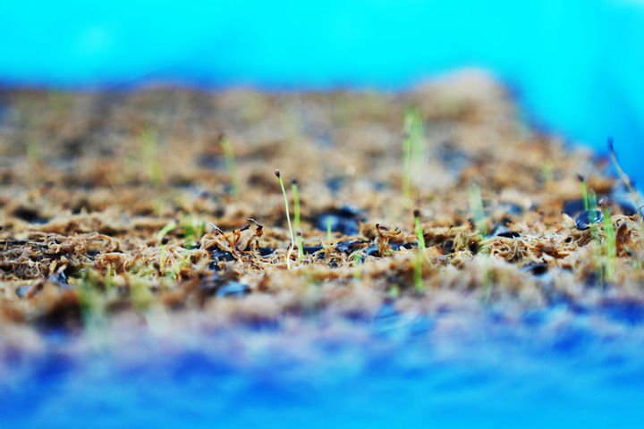 黑龍江撫遠蔓越莓規模化種植基地：冰天雪地裏的生機勃勃