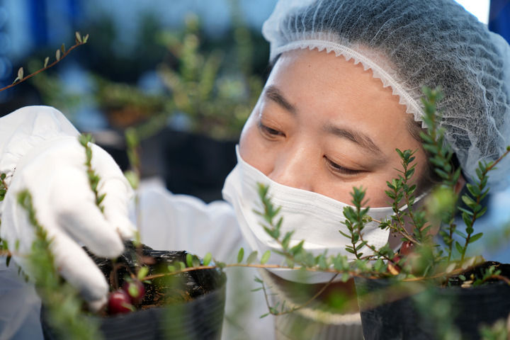 黑龍江撫遠蔓越莓規模化種植基地：冰天雪地裏的生機勃勃