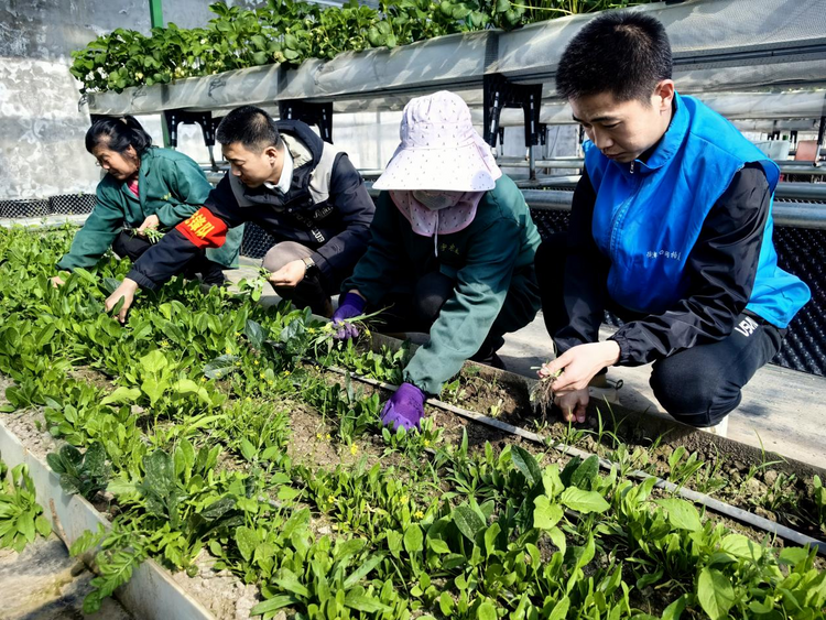 北國春來早丨同江：人勤春來早 春耕生産忙_fororder_圖片9