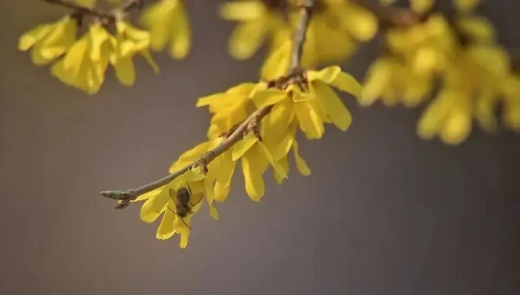 醉龍江丨莫負春光賞花時！這份“賞花指南”請收好