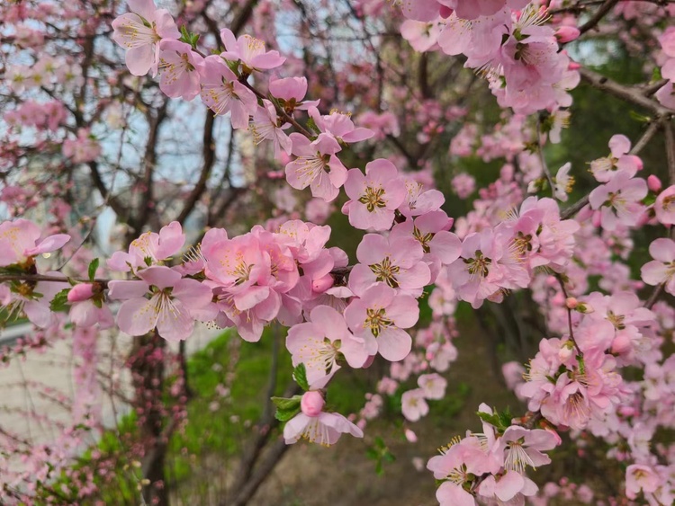 醉龍江丨莫負春光賞花時！這份“賞花指南”請收好