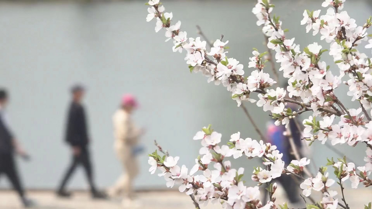 醉龍江丨以花為媒 雞西著力打造旅遊“春”名片_fororder_圖片2