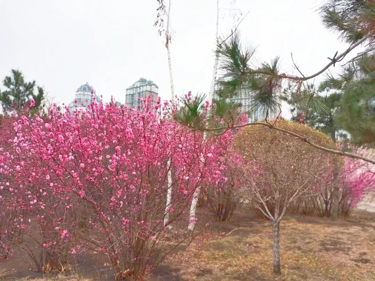 醉龍江丨莫負春光賞花時！這份“賞花指南”請收好