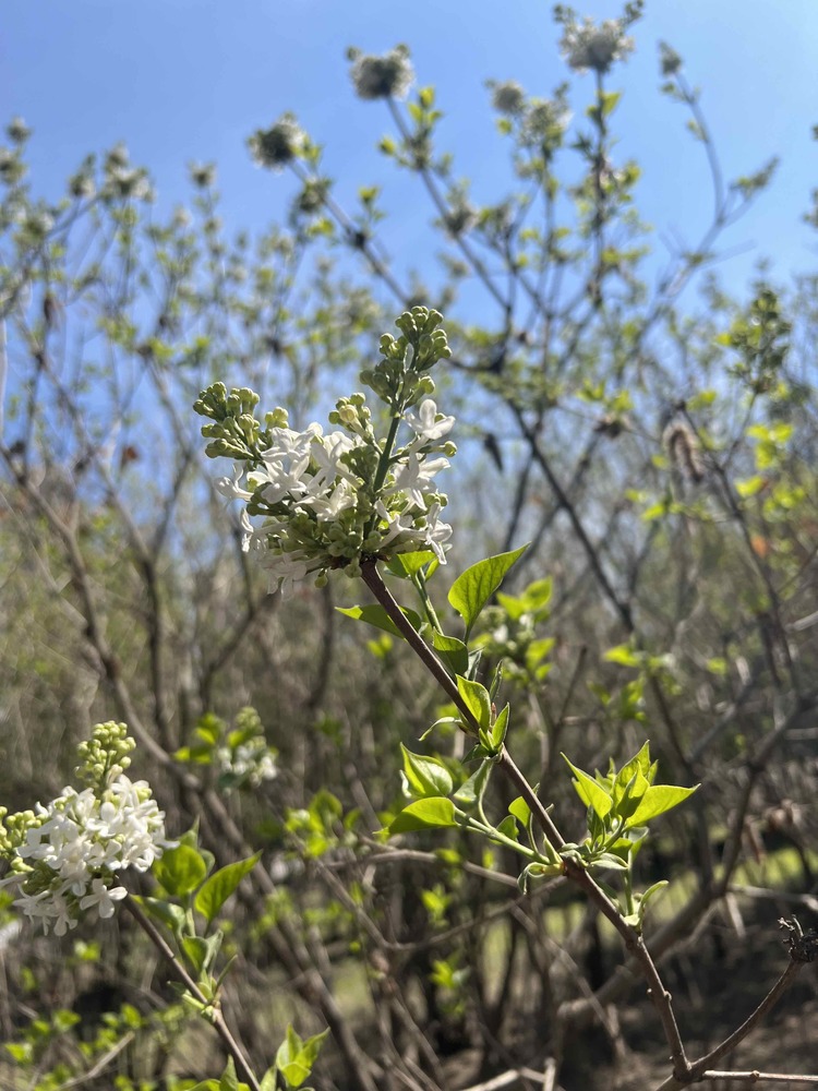 醉龍江丨莫負春光賞花時！這份“賞花指南”請收好