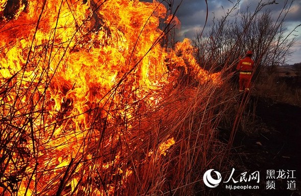 哈爾濱森林消防開展秋季計劃燒除 清除可燃物載量主動預防火災