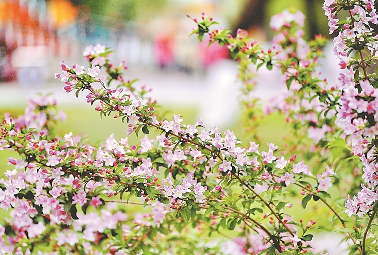 醉龍江|哈爾濱：錦帶花綻放