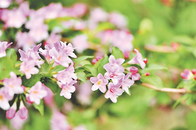 醉龍江|哈爾濱：錦帶花綻放