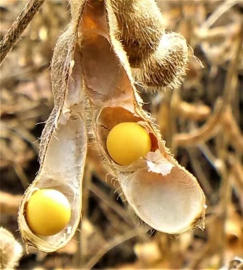 雙鴨山林區：調結構大豆喜獲豐收