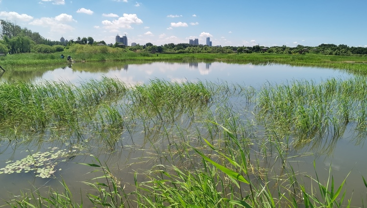 不負“濕”與遠方！哈爾濱“國際濕地城市”招牌“含金量”足