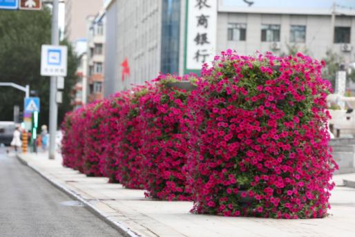 醉龍江丨“花樣”樺南 美麗遇見