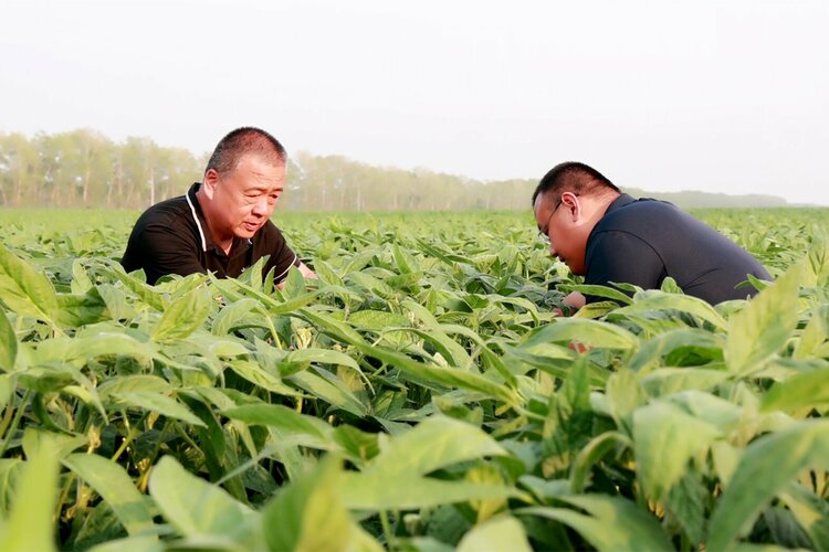 北大荒集團軍川農場有限公司：飛機航化健身防病 助力作物豐産豐收_fororder_田間踏查提供農技服務_proc