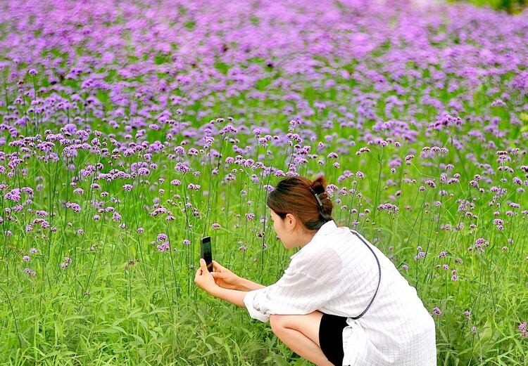 醉龍江｜哈爾濱群力江畔 紫色花海美如畫