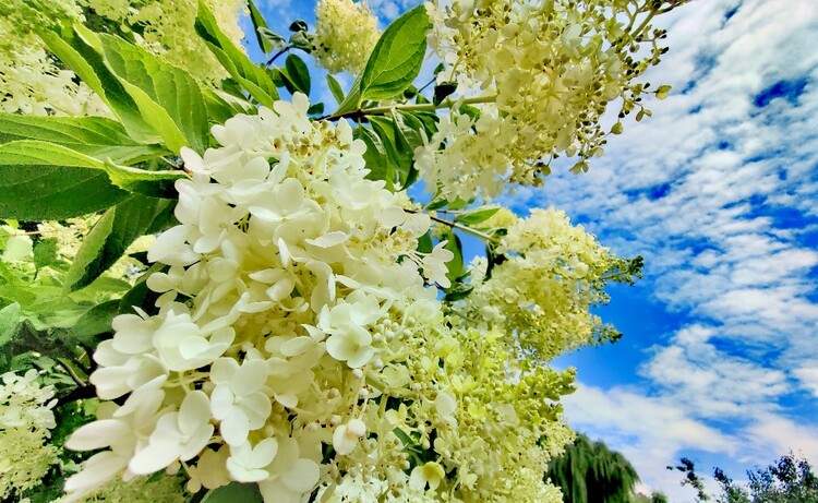 醉龍江|繡球花綻放 為夏日冰城再添一道美景