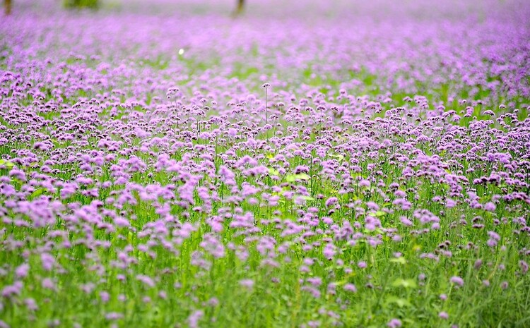 醉龍江｜哈爾濱群力江畔 紫色花海美如畫