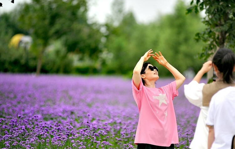 醉龍江｜哈爾濱群力江畔 紫色花海美如畫