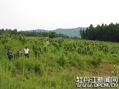 王樹生紮根大山做生態