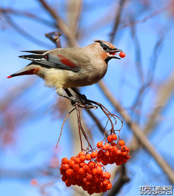 太平鳥做客牡丹江